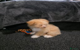 Mixed Breed dogs for sale: Maltipoo/German Spitz Cross (last puppy) - Image 5