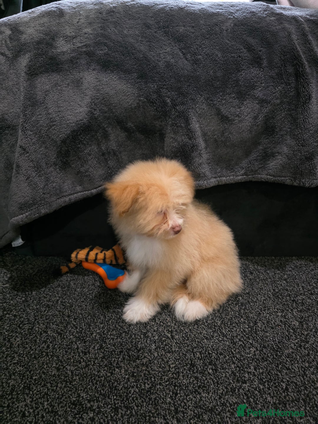 Mixed Breed dogs for sale: Maltipoo/German Spitz Cross (last puppy) - Image 5