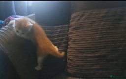 Mixed Breed cats for sale: 7 gorgeous kittens READY NOW - Image 14