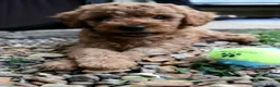 Miniature Poodle dogs for sale: Miniature Poodles in Northolt - Advert 19