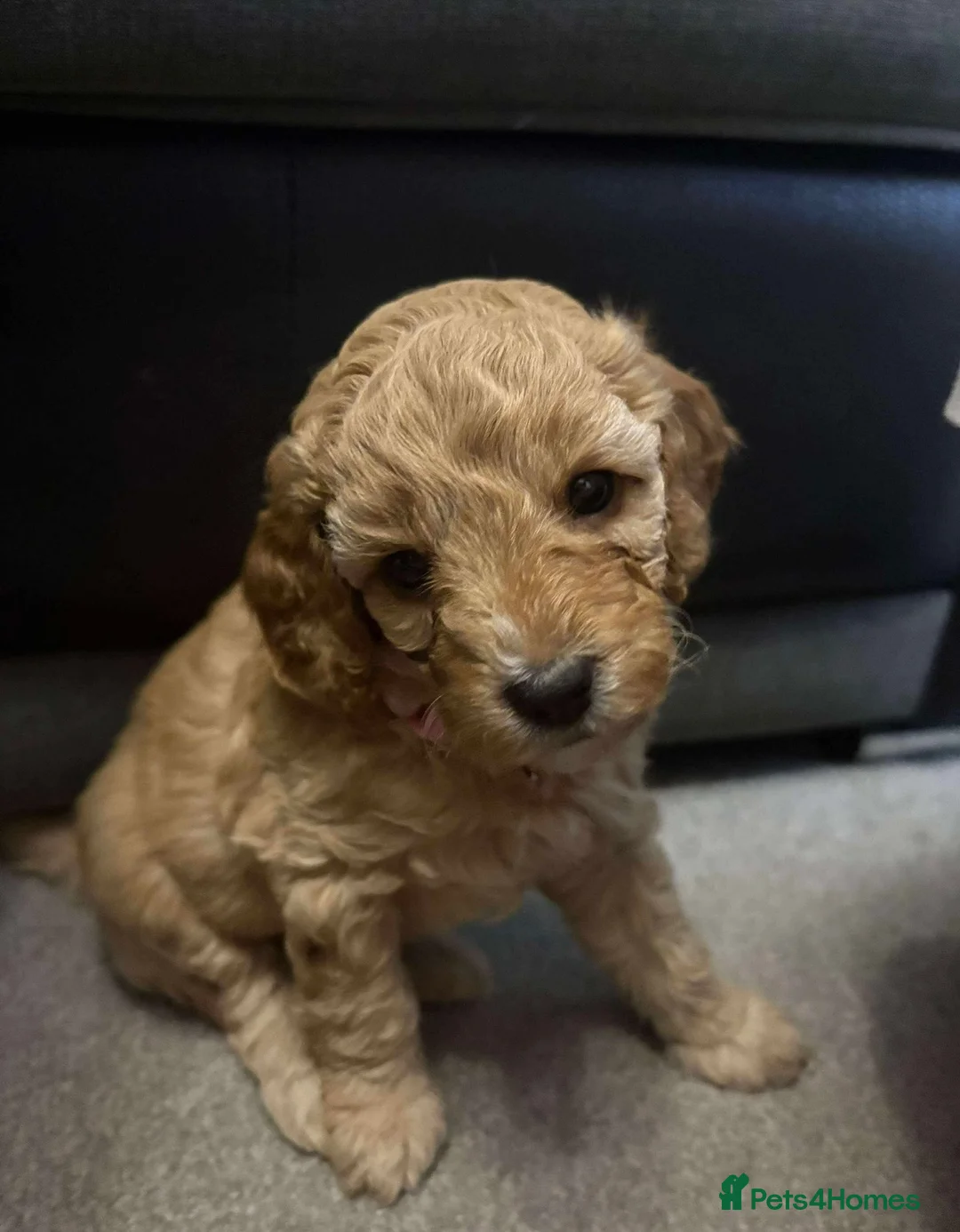 Cockapoo dogs for sale: 🐾 Cockapoo Puppies Looking for Forever Homes - Advert 4