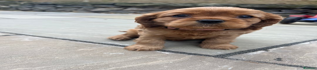 Cavalier King Charles Spaniel Puppy 4