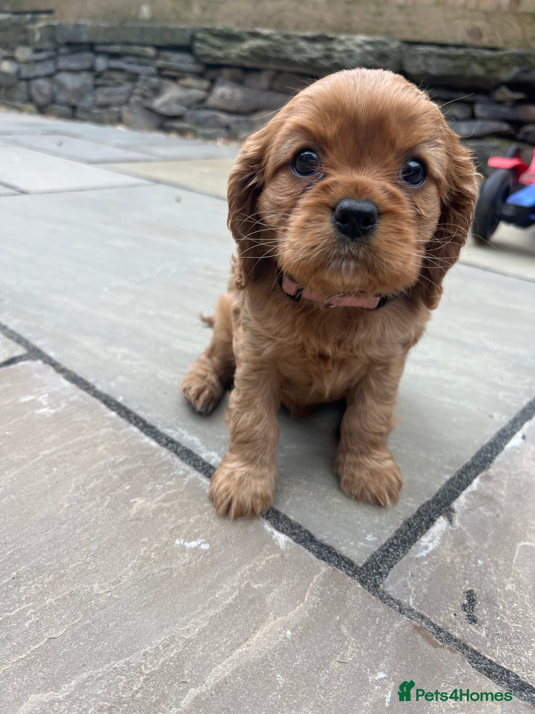 Cavalier King Charles Spaniel dogs for sale: KC registered and DNA clear cavaliers - Image 9