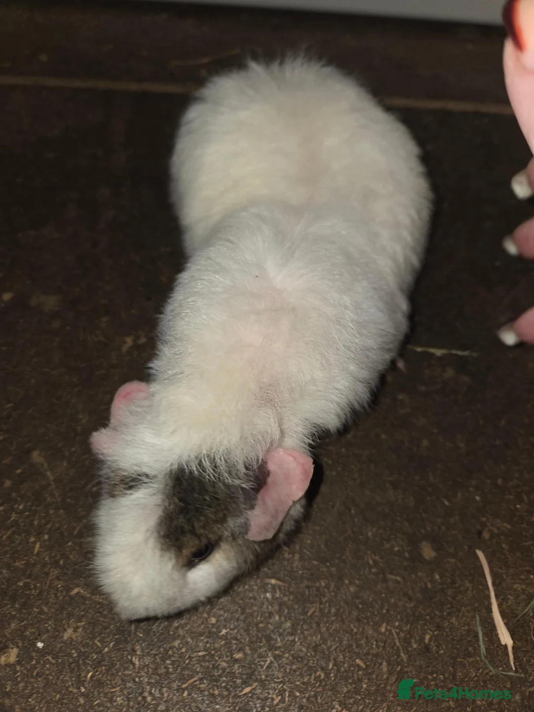 Guinea Pig rodents for sale: Guinea pigs  - Advert 1