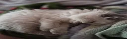 Mixed Breed cats for sale: blue eyed white fluffy cat in Cambridge - Advert 2