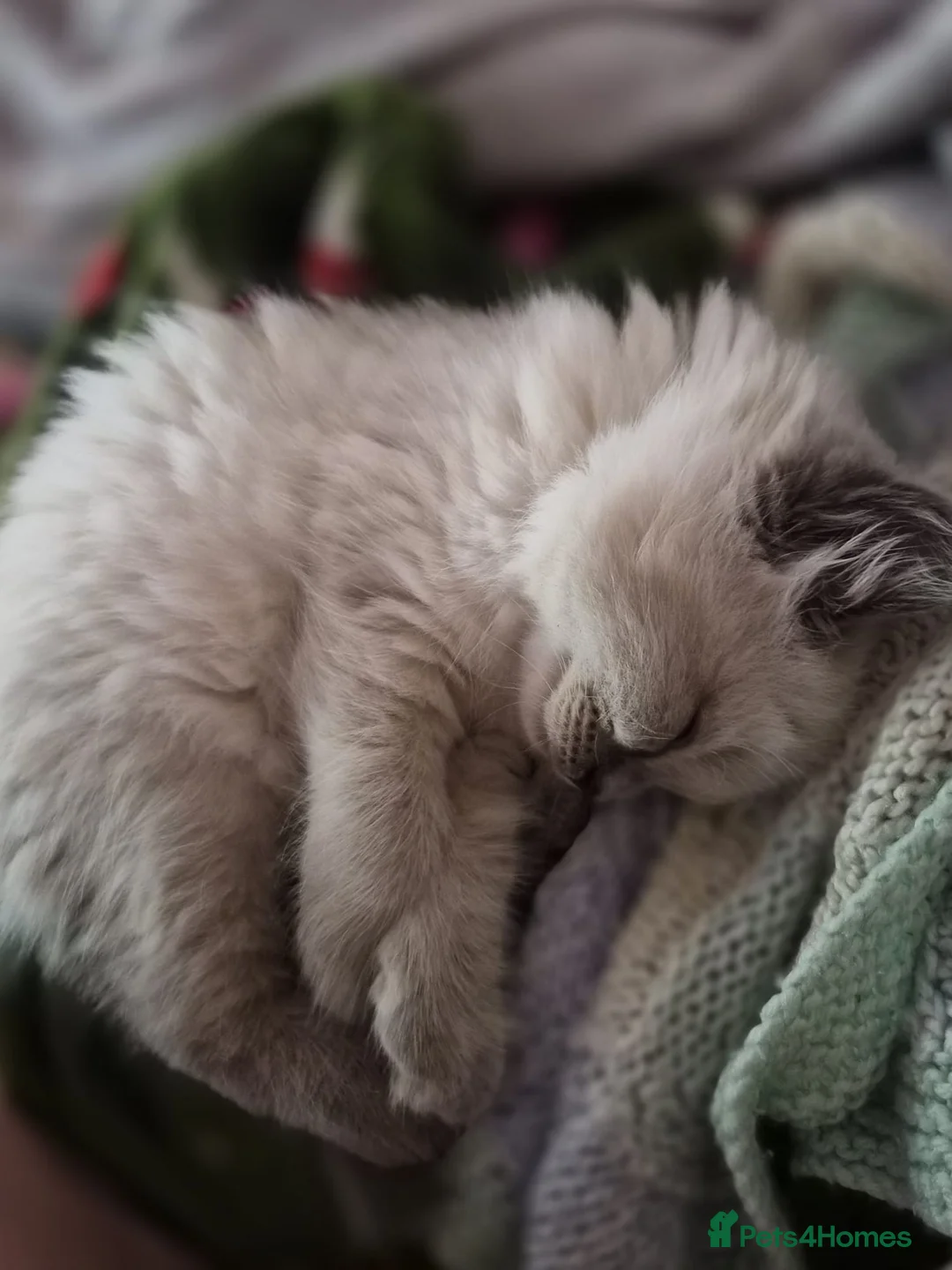 Mixed Breed cats for sale: blue eyed white fluffy cat in Cambridge - Advert 2