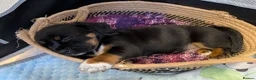 Mixed Breed dogs for sale: Cavajack x Pomeranian puppies  in Dereham - Advert 10