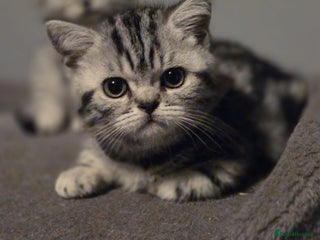 British Shorthair cats Beautiful bsh silver tabby kitten - Advert 2