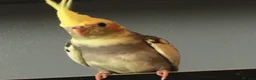 Cockatiels birds for sale: Cockatiel for adoption in Bristol - Advert 3