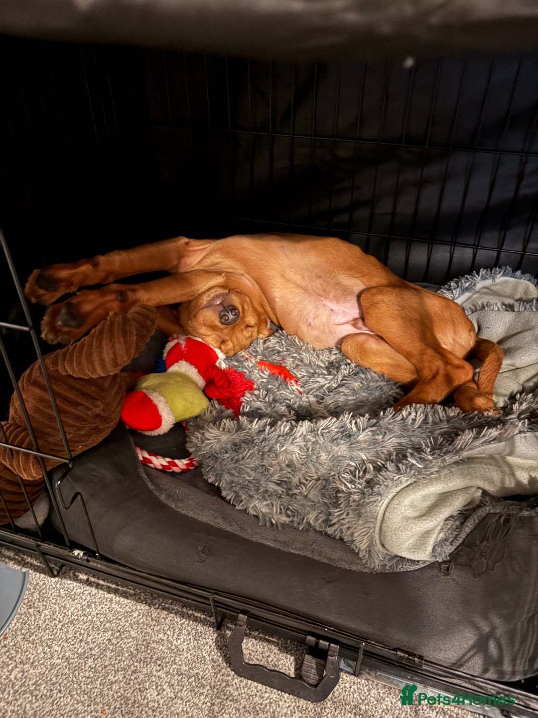 Labrador Retriever dogs for sale: Red Fox Labrador  - Advert 4