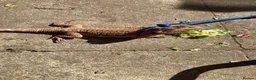 Bearded Dragon reptiles for sale: Bearded dragon and full enclosure for sale - Advert 5