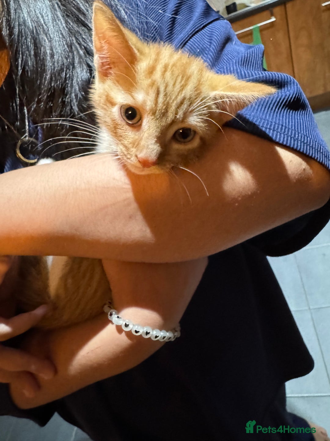 Mixed Breed cats for sale: Cute Kittens for Sale - Ginger, Grey and Black - Image 14