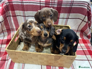 Miniature Dachshund dogs Miniature Dachshund puppies for sale - Advert 14