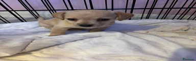 Jackapoo 2