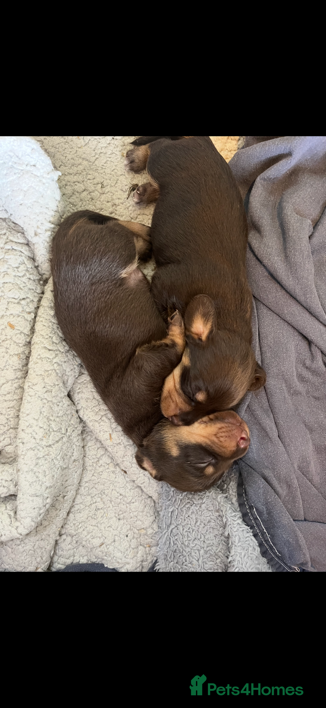 Mixed Breed dogs for sale: Dorkie Puppies  - Image 10