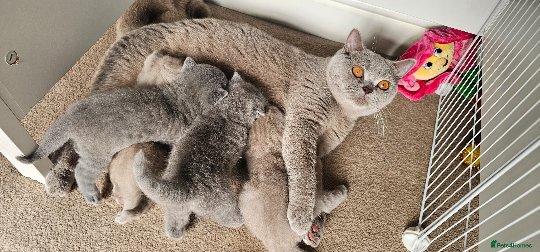 British Shorthair cats 8 BSH Kittens- 4 of them reserved - Advert 1