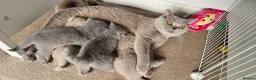 British Shorthair cats for sale: 8 BSH Kittens- 4 of them reserved - Advert 1