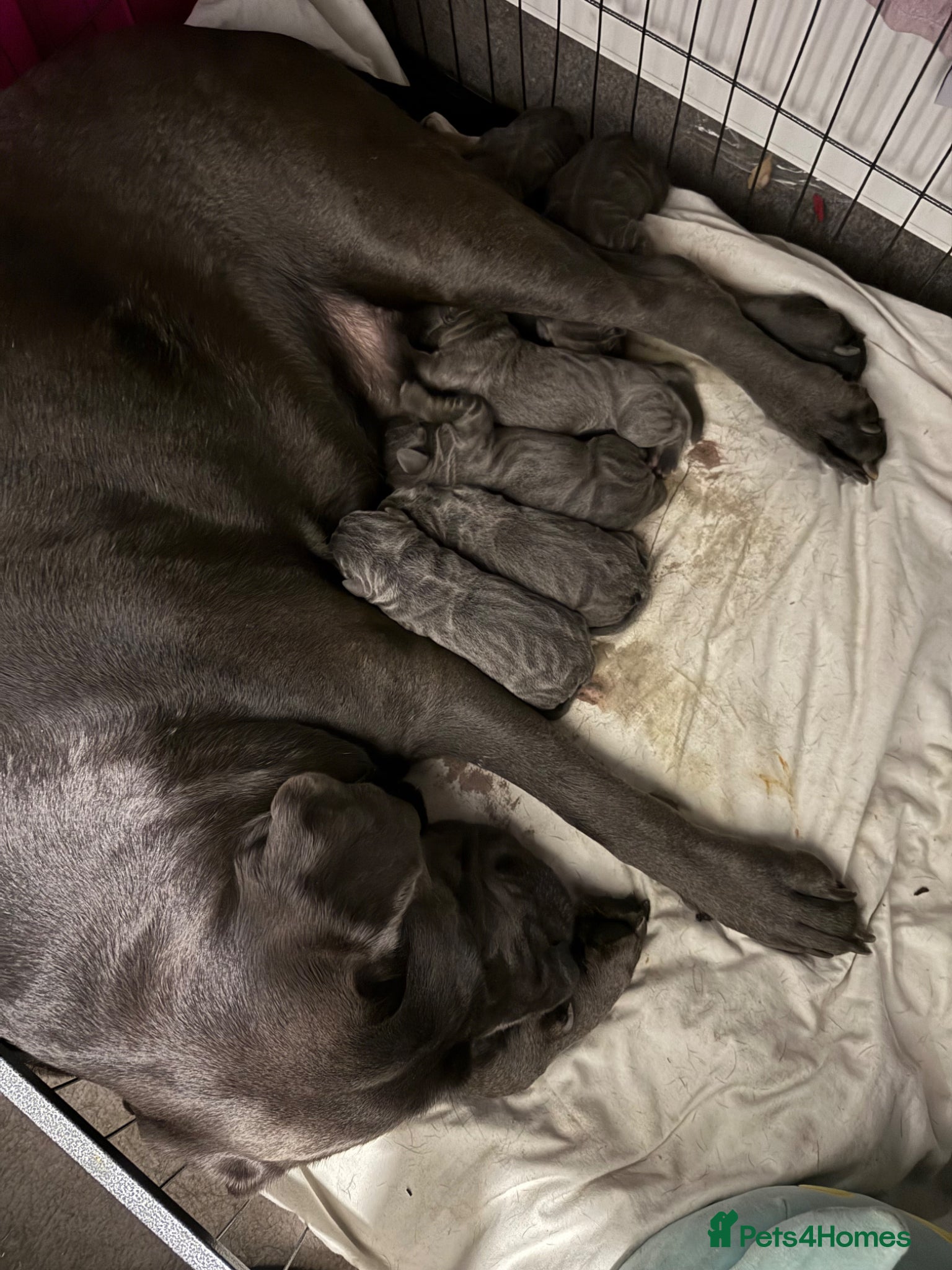 Cane Corso dogs Stunning 16week old Girl . - Advert 11