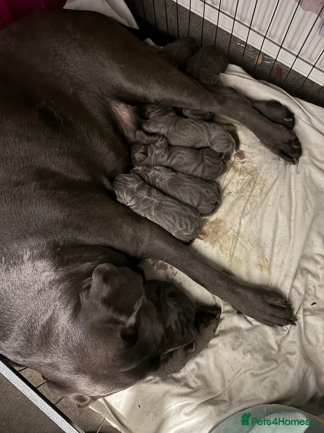 Cane Corso dogs for sale: Stunning 16week old Girl . - Advert 1