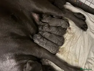 Cane Corso dogs Stunning 16week old Girl . - Advert 11