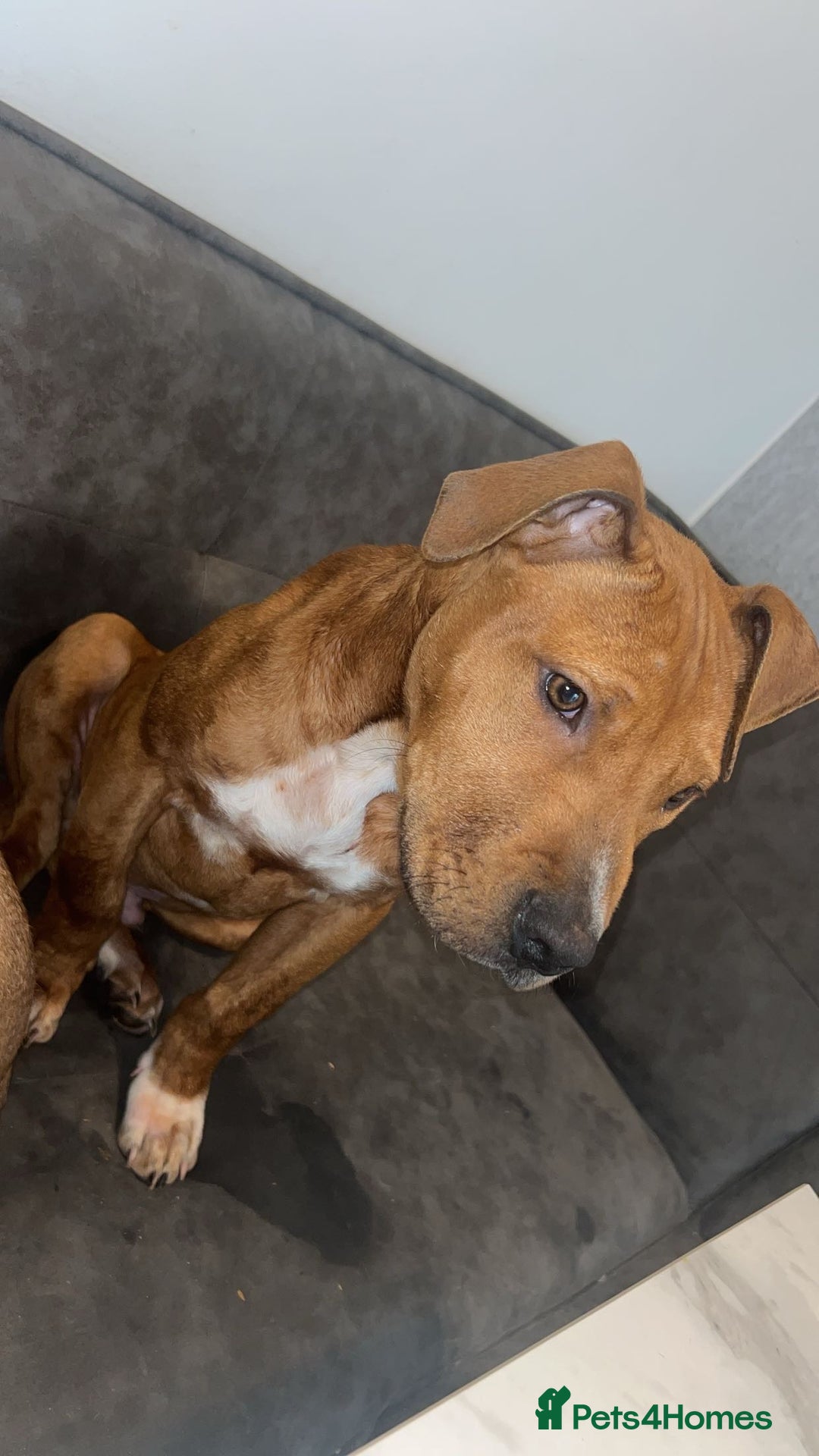 Staffordshire Bull Terrier dogs for sale: Staffordshire bull terrier  - Advert 1