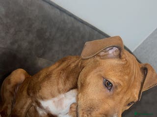 Staffordshire Bull Terrier dogs Staffordshire bull terrier - Advert 6