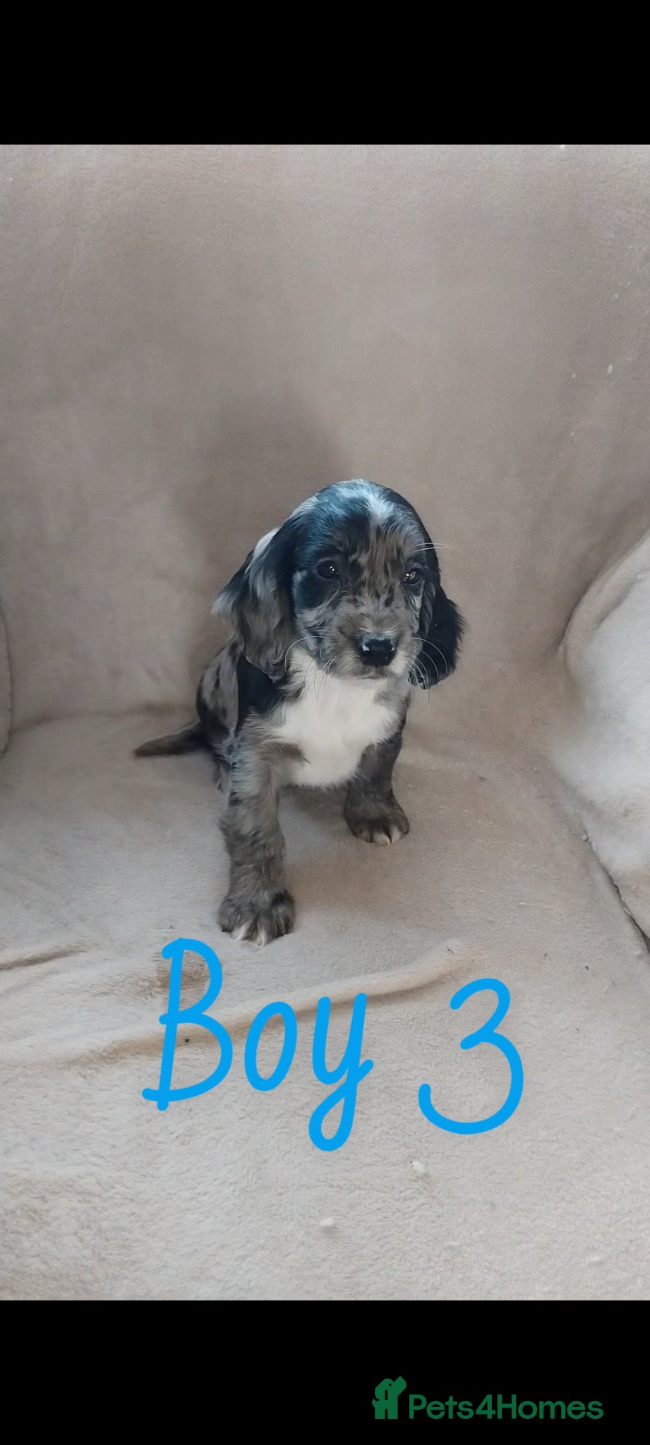 Cocker Spaniel dogs Cocker spaniel puppies  - Advert 2