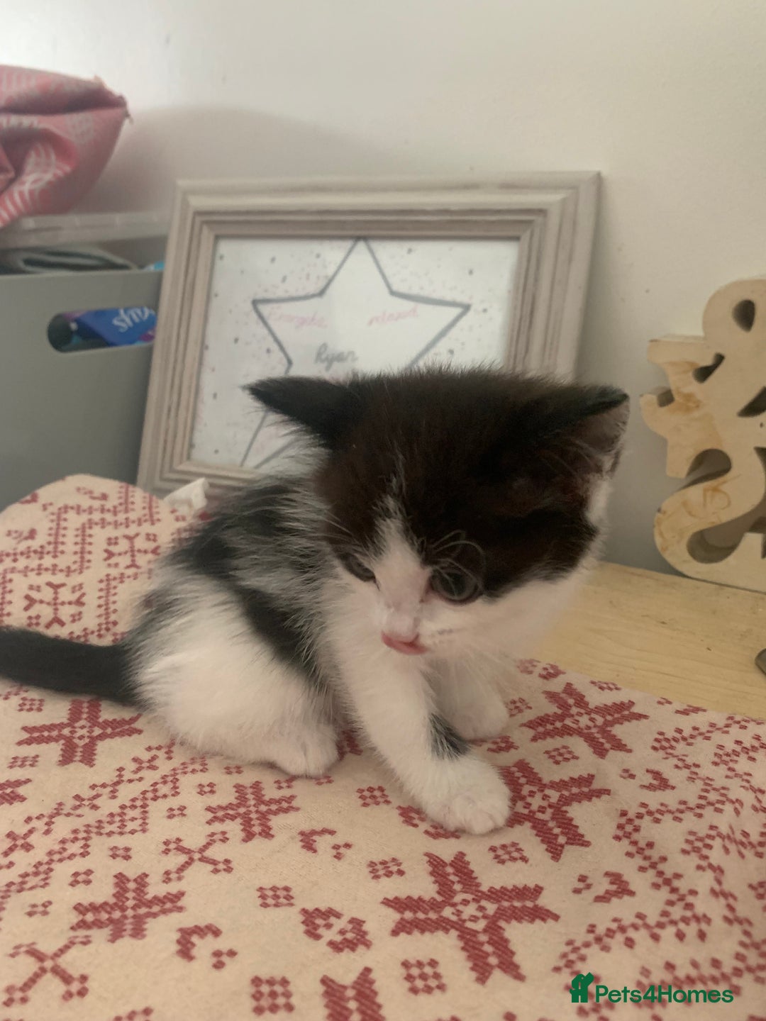 Ragdoll cats for sale: Ragdoll X - Image 11
