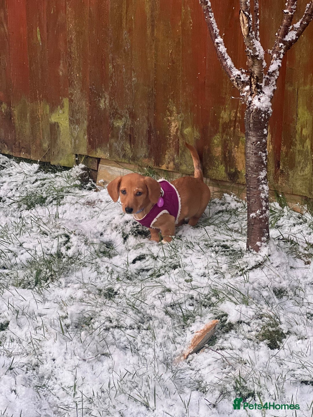 Mixed Breed dogs for sale: Dorgi Female Puppy - Advert 3