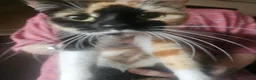 Mixed Breed cats for sale: Black kittens for sale  - Advert 1
