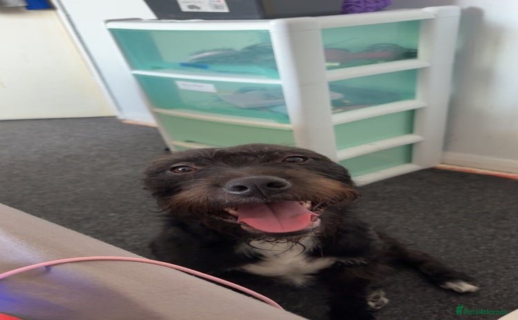 Patterdale Terrier dogs - Advert 1