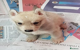 German Shepherd dogs for sale: RARE TAMASKAN PUPS. EMBARK PEDIGREE AND REGISTERED - Image 3