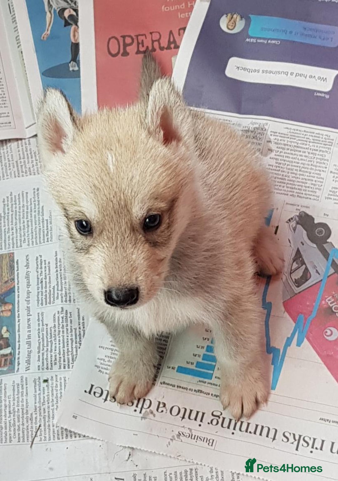 German Shepherd dogs for sale: RARE TAMASKAN PUPS. EMBARK PEDIGREE AND REGISTERED - Image 3