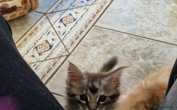 Maine Coon cats for sale: Stunning Maine Coon kittens - Image 13