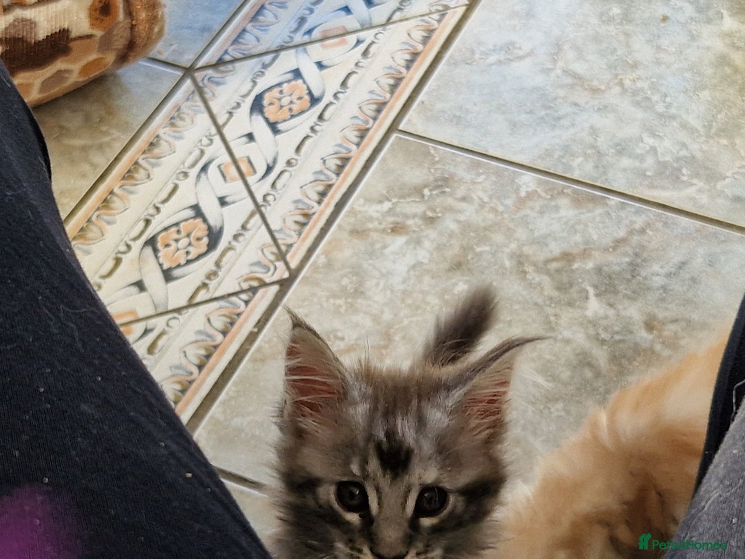 Maine Coon cats for sale: Stunning Maine Coon kittens - Image 13