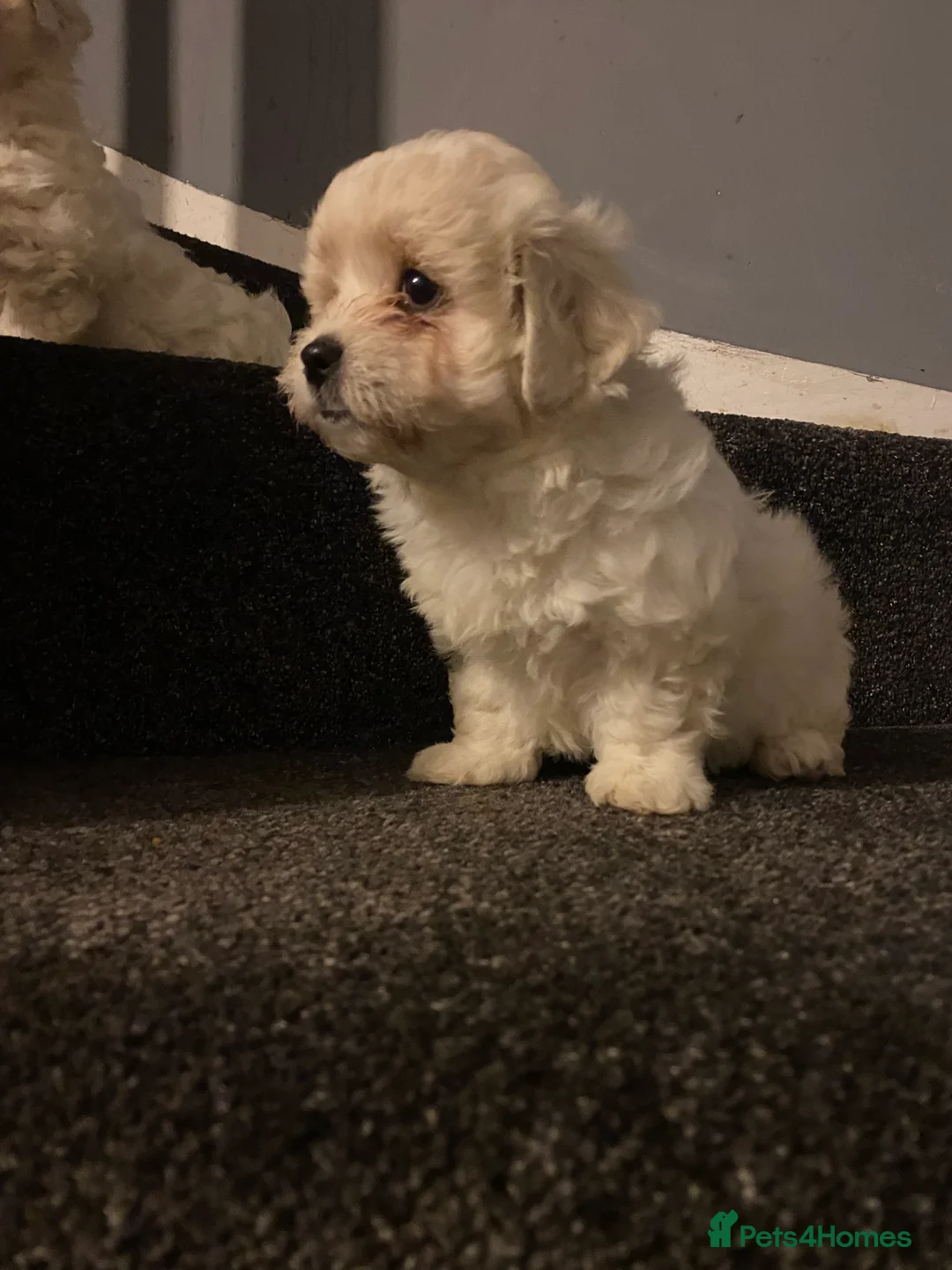 Cavapoochon dogs for sale: Cavapoochon puppies available now  - Advert 3