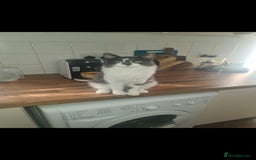 British Longhair cats for sale: Beautiful playful kittens  - Image 5