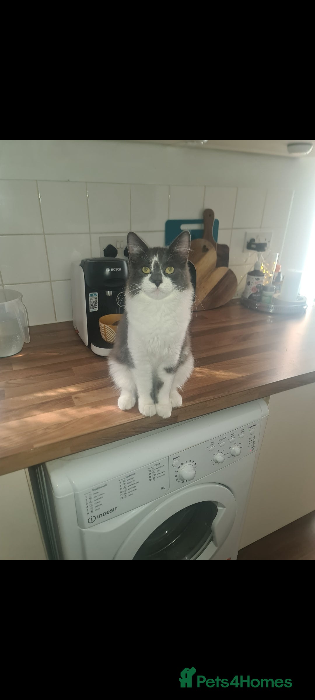 British Longhair cats for sale: Beautiful playful kittens  - Image 5