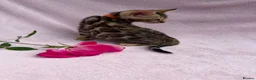 Bengal cats for sale: 🐆✨Outstanding TICA Registered Bengal cubs  ✨🐆 - Advert 35
