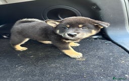 Japanese Shiba Inu dogs for sale: Multi champion Japanese Shiba Inu’s - Image 14