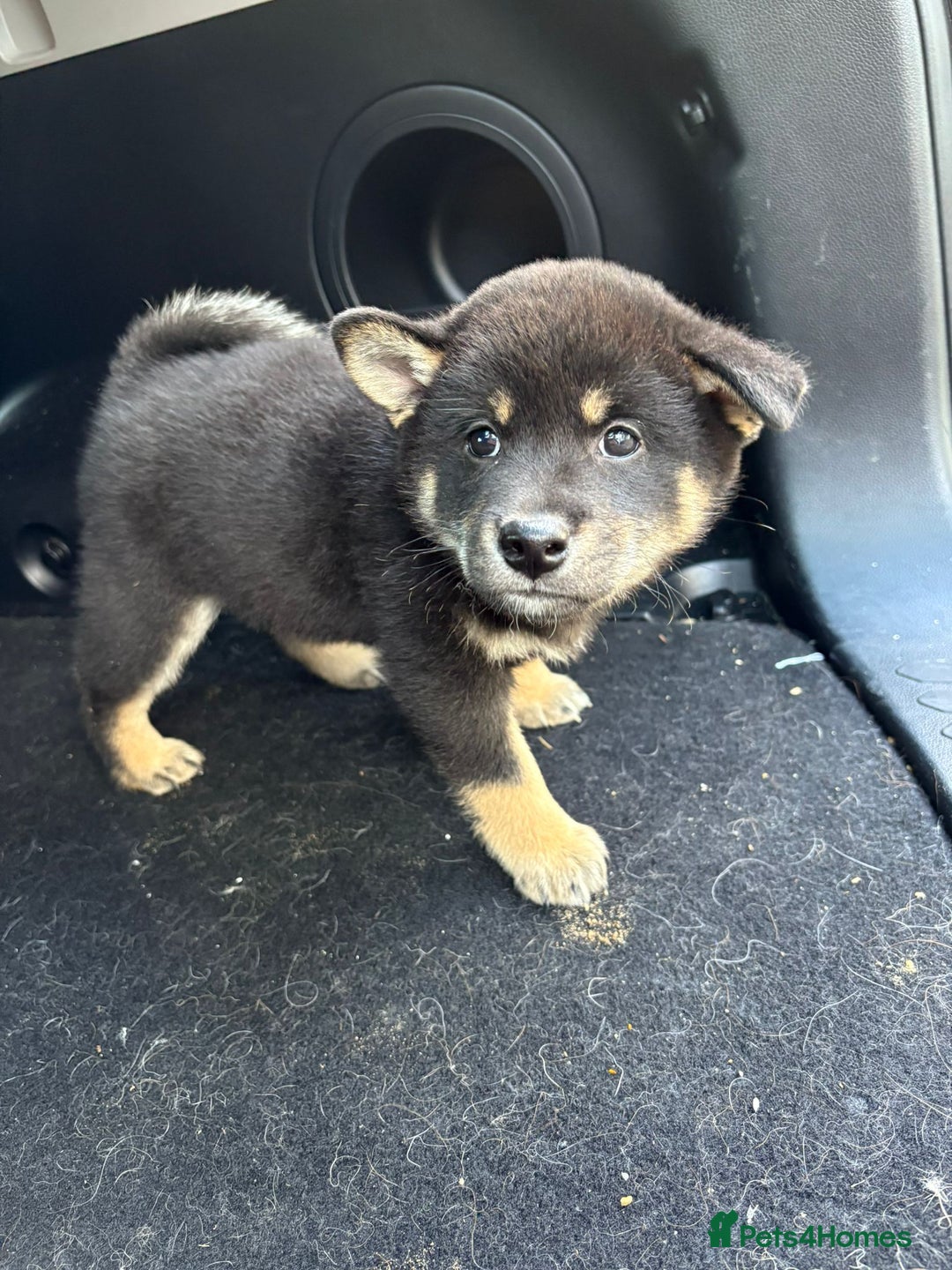 Japanese Shiba Inu dogs for sale: Multi champion Japanese Shiba Inu’s - Image 14