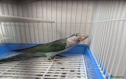 Parakeets birds for sale: Males and females DNA tested Quaker parrots babies - Image 16