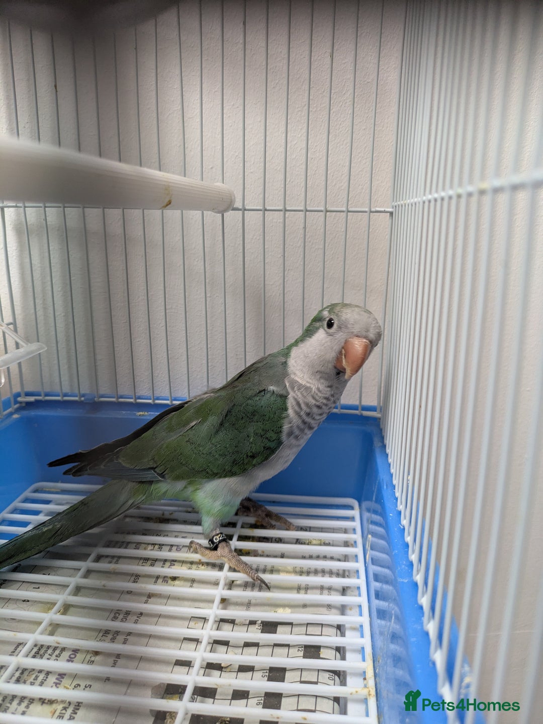 Parakeets birds for sale: Males and females DNA tested Quaker parrots babies - Image 16