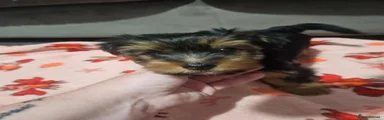 Yorkshire Terrier 1