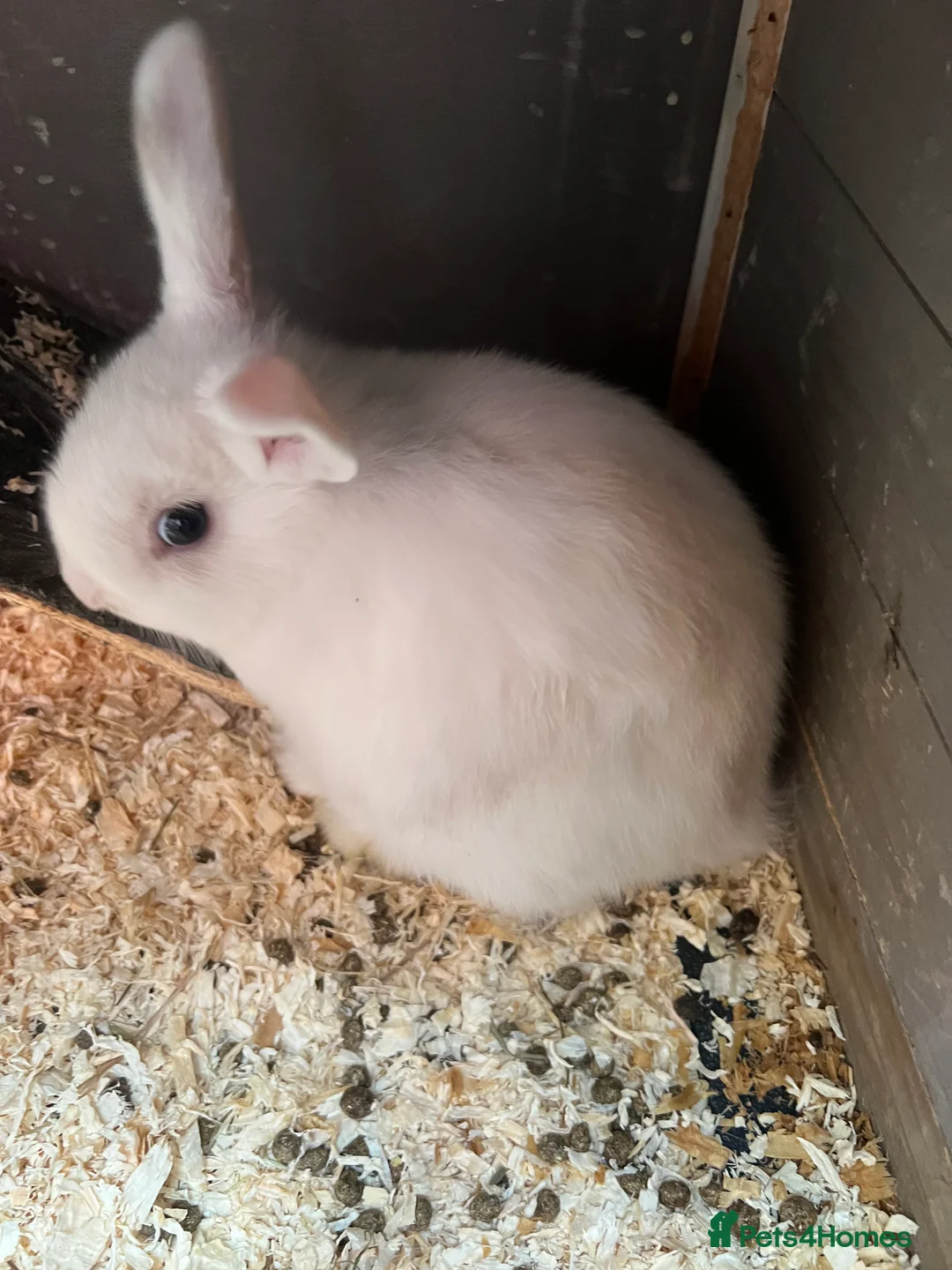 Mixed Breed rabbits for sale: Baby rabbits  in Gateshead - Advert 3