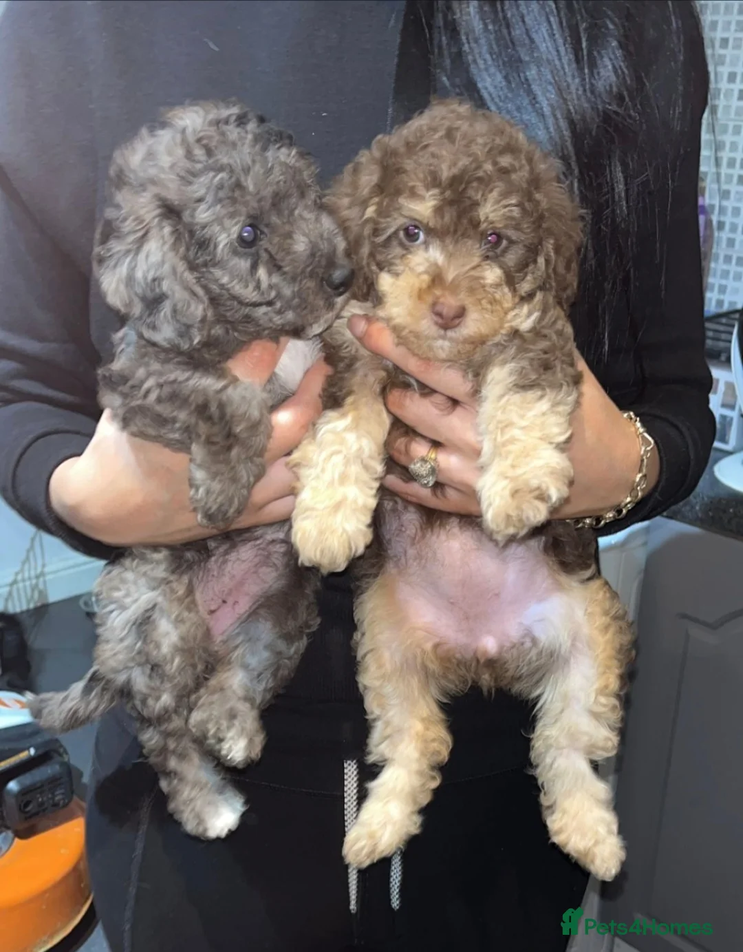 Poodle dogs for stud: HEALTH TESTED CHOCOLATE PHANTOM POODLE STUD in Todmorden - Advert 11