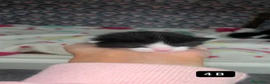 Mixed Breed Kitten 3