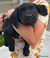 Cockerdor dogs - Advert 5