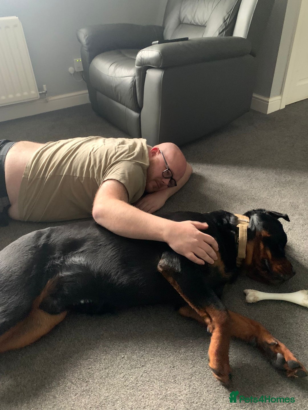 Rottweiler dogs for sale: Rottweiler needs a loving forever home  - Advert 23