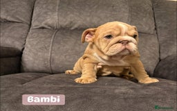 English Bulldog dogs for sale: English Bulldog Puppies - Image 2